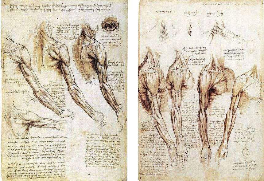 fascia léonard de vinci
